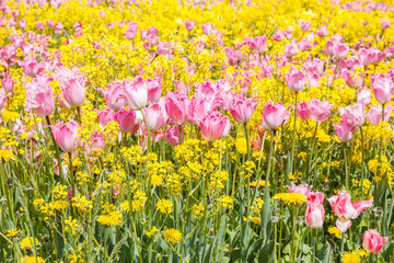 Pink tulips on background of yellow flowers