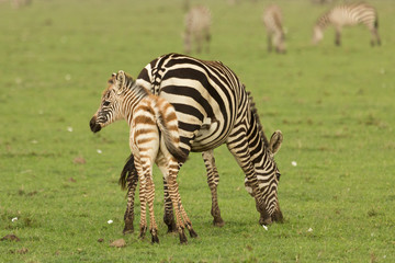 Obraz premium baby zebra and its mother on the grasslands of the Maasai Mara, Kenya
