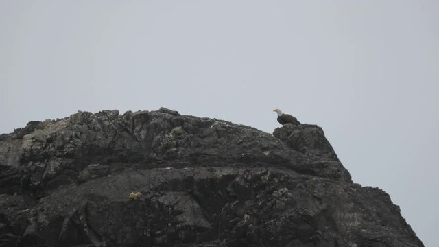 A bald eagle takes off from a sea stack in the water along the coast, in slow motion 