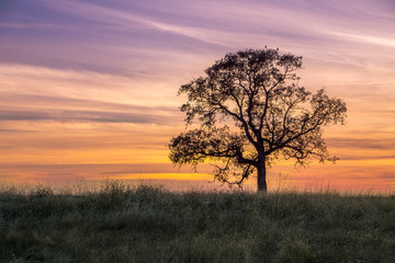 Fototapeta na wymiar oak tree sunset