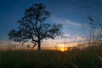 Obraz na płótnie Canvas oak tree sunset