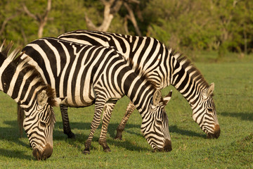 zebra on the grasslands of the Maasai Mara, Kenya