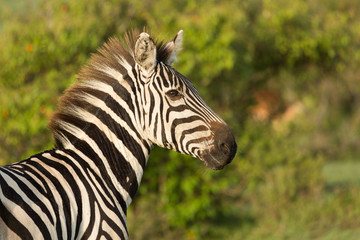 Fototapeta na wymiar closeup of a zebra on the grasslands of the Maasai Mara, Kenya
