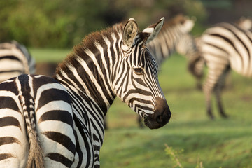 closeup of a zebra on the grasslands of the Maasai Mara, Kenya © lindacaldwell