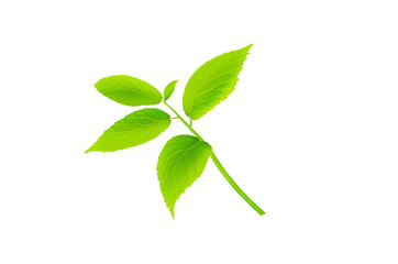 Green plant isolated on white background. Fresh mint.