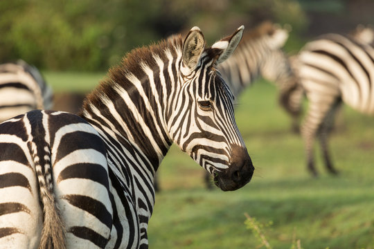 Fototapeta closeup of a zebra on the grasslands of the Maasai Mara, Kenya