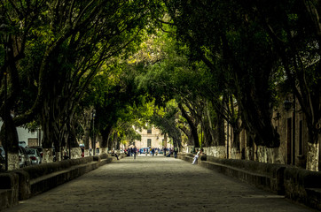 Fototapeta na wymiar Tree lined path in Morelia