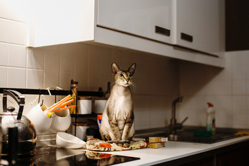Cat felis catus. pet sitting on the table. - obrazy, fototapety, plakaty