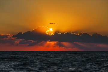 sunset with flying Seagull on background of sea. Summer landscape on the ocean.