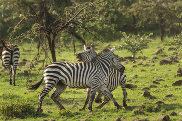 Fototapeta na wymiar two zebras running on the grasslands of the Maasai Mara, Kenya