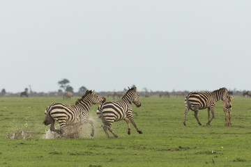 Naklejka premium two zebras running on the grasslands of the Maasai Mara, Kenya