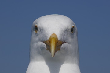 seagull