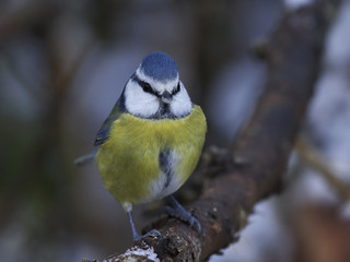 Eurasian blue tit (Cyanistes caeruleus)