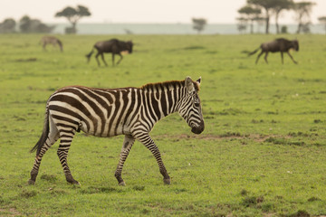 Fototapeta na wymiar zebra on the grasslands of the Maasai Mara, Kenya
