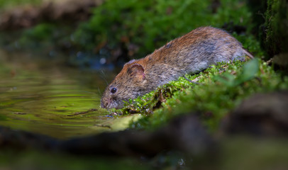 Thirsty Bank vole drinking water at the forest pond in good sweet light