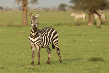 Obraz na płótnie Canvas zebra on the grasslands of the Maasai Mara, Kenya