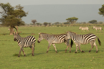 Naklejka na ściany i meble zebra on the grasslands of the Maasai Mara, Kenya