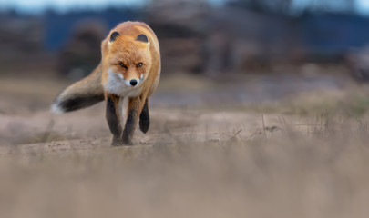 Fast Red fox runs to the camera on a field road in windy conditions