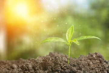 Green Growing Plant