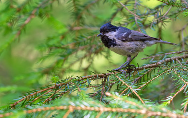 Coal Tit perched amidst fir branches and spruce needles in the forest 