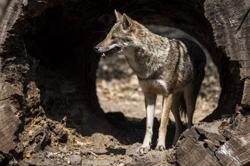 Golden Jackal in Rajkot, Gujarat, India