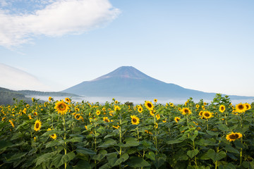 Mt. Fuji over Sunflowers in Bloom