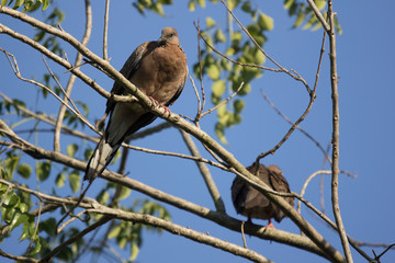 Brown Pigeon sitting on tree