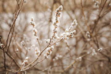 flowering willow in early spring. Verba in nature.