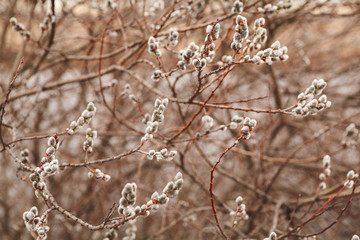 flowering willow in early spring. Verba in nature.