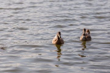 Ducks are swimming in the pond At the park. Duck is swimming for food in the morning.