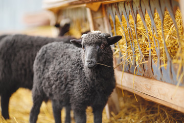 black lamb eating hay in the paddock.