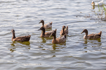 Ducks are swimming in the pond At the park. Duck is swimming for food in the morning.