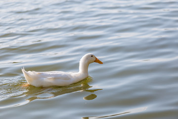 Ducks are swimming in the pond At the park. Duck is swimming for food in the morning.