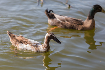 Ducks are swimming in the pond At the park. Duck is swimming for food in the morning.