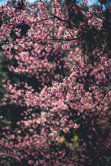 Spring Pink flower in nature forest 