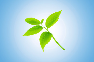 Green plant isolated on blue background. Fresh mint.