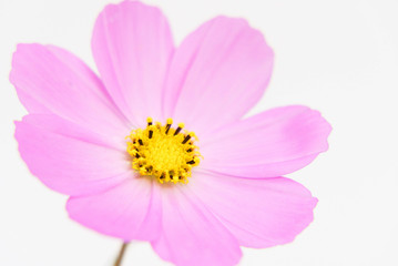 ピンクのコスモス