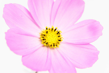 Obraz premium ピンクのコスモス