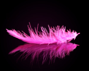 Obraz premium Pink bird feather on black background.