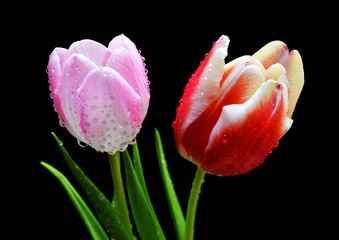 Dew drops on red and pink tulip isolated on black background.