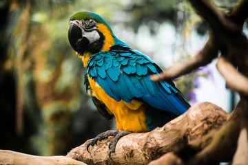 Gold and yellow parrot on branch in jungle