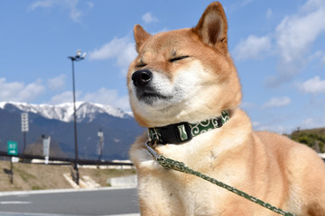 柴犬・背景雪山