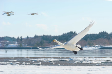 Fototapeta na wymiar 白鳥、快晴の越冬地の空で気持ちよさそうに滑空