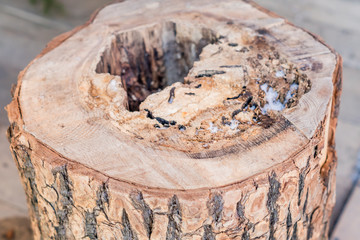 tree stump with hole