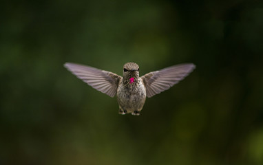 Humming bird head on in the air