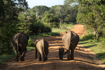 Elephant Family in Sri Lanka Game Park crossing street. elephant family on the move towards a water hole