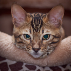 bengal kitten