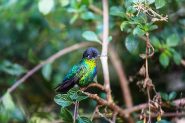 Kolibri