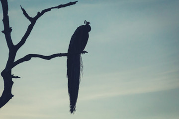 silhouette one peacock bird sitting on a tree branch at the sunset time with copy space. background with nature