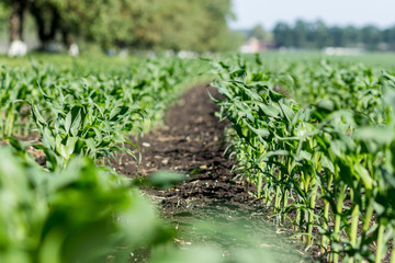 Green corn field